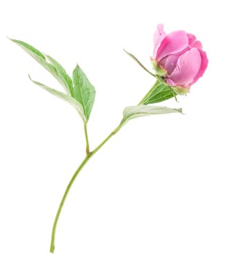 Beyaz üzerinde yeşil yaprakları olan güzel pembe şakayıklar.