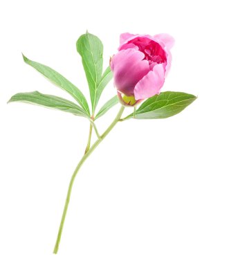 Güzel pembe şakayıklar tomurcuklanıyor.