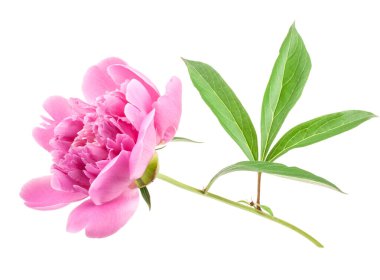 Beyaz üzerinde yeşil yaprakları olan güzel pembe şakayıklar.