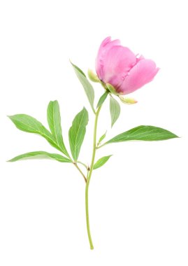 Güzel pembe şakayıklar tomurcuklanıyor.