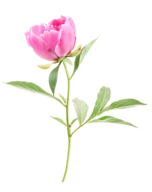 Güzel pembe şakayıklar tomurcuklanıyor.