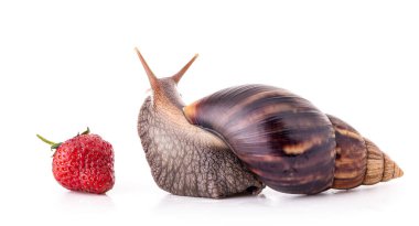 Dev Afrika kara salyangozu (Achatina fulica) ve beyaz arka planda izole edilmiş çilekler.