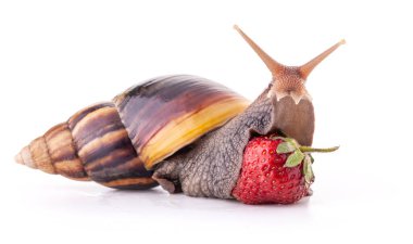 Beyaz bir arka plan üzerinde izole topladıklarıçilekleri dev Afrika kara salyangoz (achatina fulica)