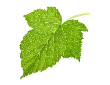 Beyaz arka planda siyah frenk üzümü yaprağı izole edilmiş. Currant yaprağı kapama stüdyo fotoğrafı resimleri istifledikten sonra tamamen odaklanmış durumda.
