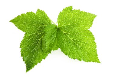 Beyaz arka planda siyah frenk üzümü yaprağı izole edilmiş. Currant yaprağı kapama stüdyo fotoğrafı resimleri istifledikten sonra tamamen odaklanmış durumda.