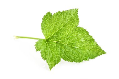 Beyaz arka planda siyah frenk üzümü yaprağı izole edilmiş. Currant yaprağı kapama stüdyo fotoğrafı resimleri istifledikten sonra tamamen odaklanmış durumda.