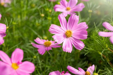 Açık hava bahçesinde güneşli pembe kozmos çiçekleri