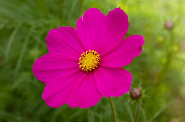 Zamknij Purpurowe Kwiaty Kosmosu Ogrodzie — Zdjęcie stockowe