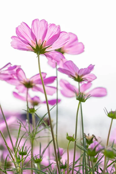 Rosafarbene Kosmos Blumen Garten Mit Weißem Himmel Hintergrund — Stockfoto