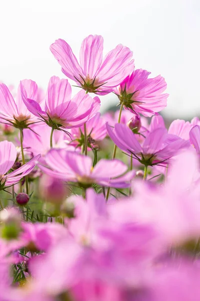 Rosafarbene Kosmos Blumen Garten Mit Weißem Himmel Hintergrund — Stockfoto