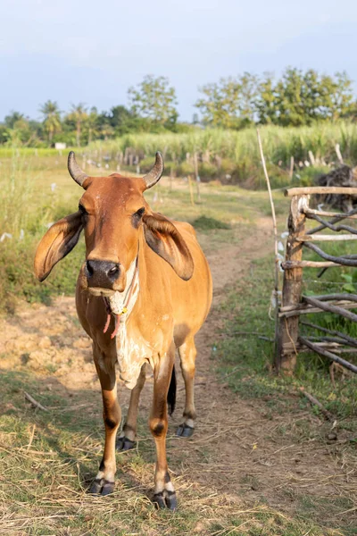 一头棕色的奶牛站在农场的一个农场里 在农村的牛棚里 在农场上 — 图库照片