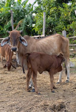 Genç bir buzağı, kırsal bir çiftlikteki inek çiftliğinde anne ineğinden emziriyor.