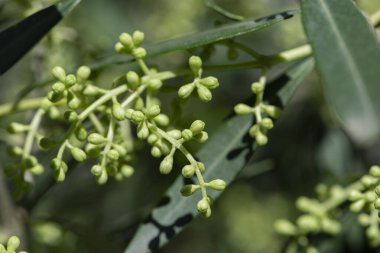 Çiçekleri verecek zeytin ağacının tomurcukları