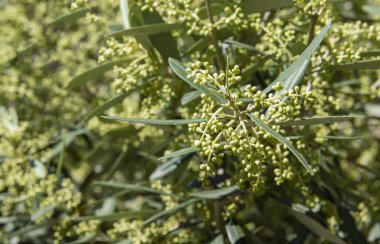 Çiçekleri verecek zeytin ağacının tomurcukları
