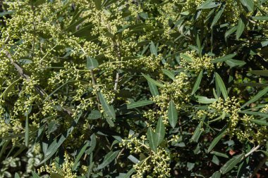 Çiçekleri verecek zeytin ağacının tomurcukları