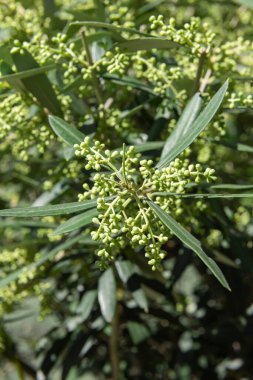 Çiçekleri verecek zeytin ağacının tomurcukları