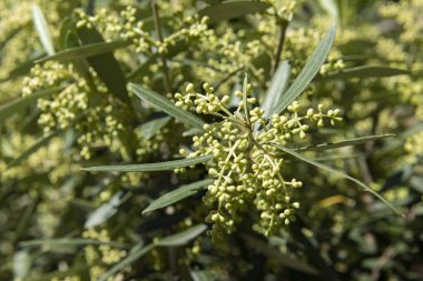 Çiçekleri verecek zeytin ağacının tomurcukları