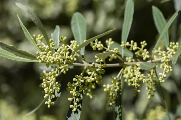 Çiçekleri verecek zeytin ağacının tomurcukları