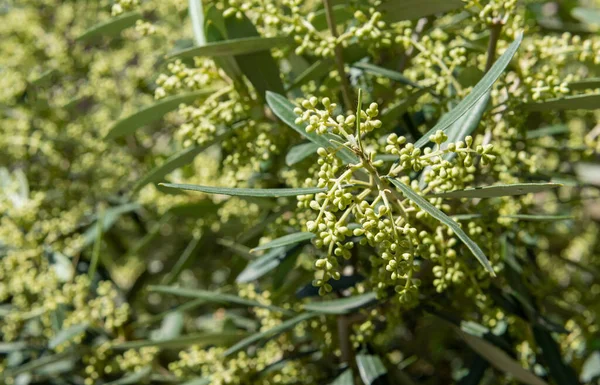 Çiçekleri verecek zeytin ağacının tomurcukları