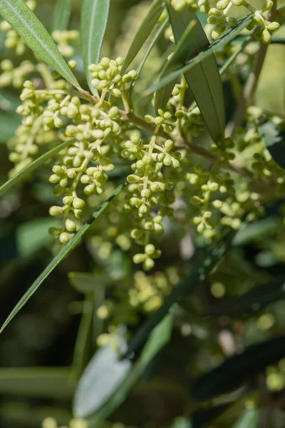 Die Blühenden Knospen Des Olivenbaums Der Den Blumen lizenzfreie Stockfotos