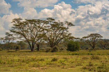 Gün batımında güzel Afrika manzarası (Kenya Afrika)