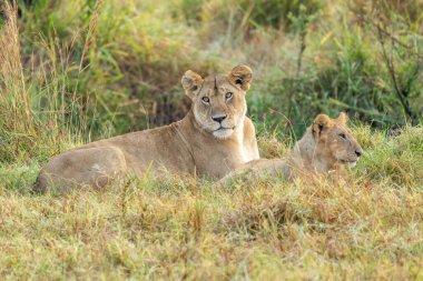 Savannah çim üzerinde yalan büyük aslan. düz ve tepelerin arka planda karakteristik ağaçlarla peyzaj