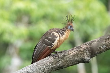 Güney Amerika, Peru 'daki Sandoval Gölü' ndeki Amazon yağmur ormanlarında büyüyen armalı Hoatzin (Opisthocomus hoazin).