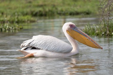 Beyaz pelikan, Pelecanus onocrotalus, Kerkini Gölü, Yunanistan. Mavi su yüzeyinde pelikanlar. Avrupa doğa Wildlife sahnesi. Kuş Dağı arka planı. Uzun Turuncu faturaları ile kuşlar.