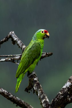 Kırmızı lorlu papağan, Amazona autumnalis. Derin yağmur ormanlarından papağan. Kırmızı başlı açık yeşil papağan portresi. Kosta Rika'dan vahşi yaşam sahnesi.