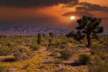 Güneybatı Usa Parkları (Joshua Tree Ulusal Parkı), Kaliforniya 'nın güneydoğusunda yer almaktadır..