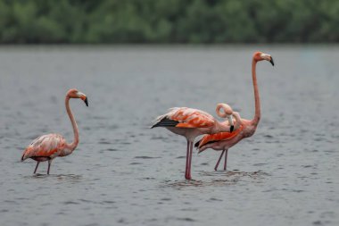 Flamingolar veya flamingolar Phoenicopteridae familyasından Phoenicopteridae familyasından bir kuş türü..