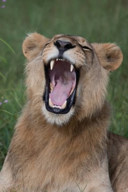 Savannah çim üzerinde yalan büyük aslan. düz ve tepelerin arka planda karakteristik ağaçlarla peyzaj