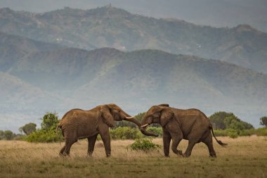 Vahşi Afrika fili, Botswana, Afrika