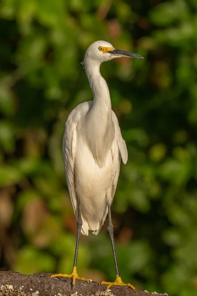 Ardea Alba White Heron Resource Africa Kenya — стокове фото