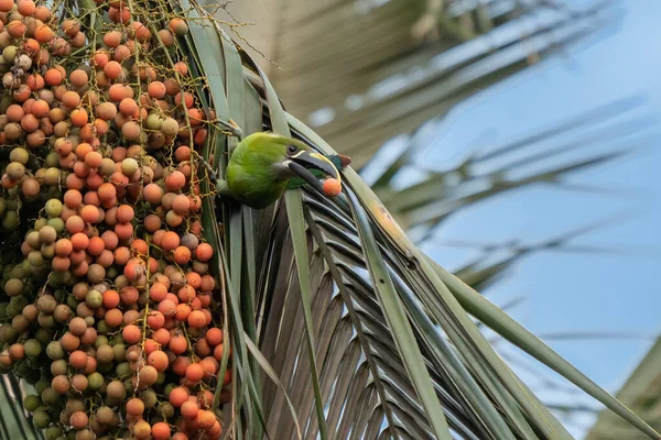 Stock image Crimson-rumped Toucanet, Aulacorhynchus haematopygus, green and red small toucan bird in the nature habitat. Exotic animal in tropical forest, green mountain vegetation, Ecuador.