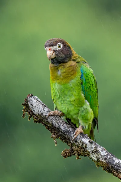 Portré Könnyű Zöld Papagáj Barna Fej Vörösfülű Papagáj Pionopsitta Haematotis — Stock Fotó
