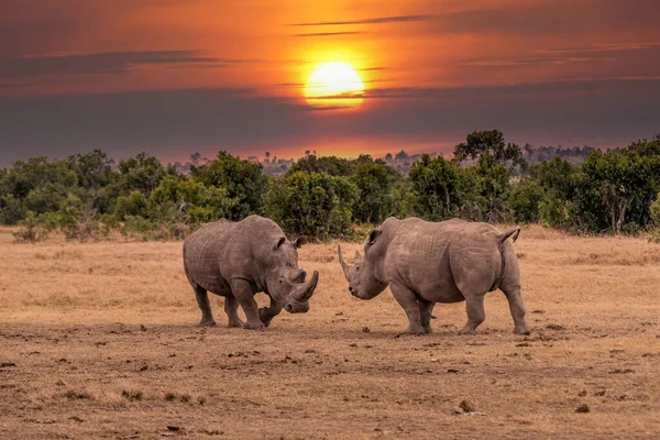 stock image White Rhinoceros Ceratotherium simum Square-lipped Rhinoceros at Khama Rhino Sanctuary Kenya Africa.