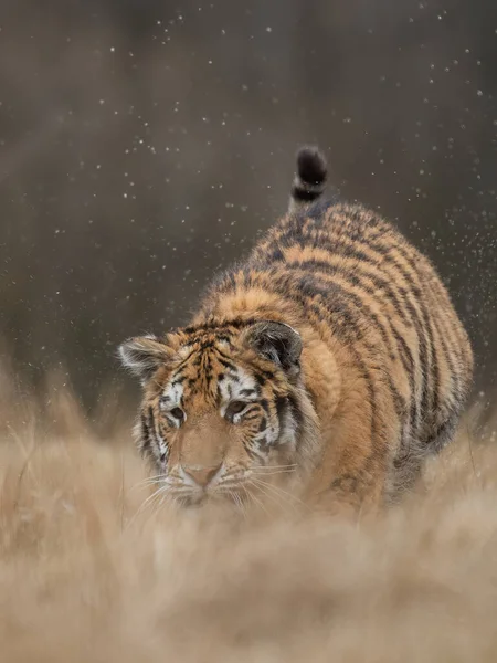 beautiful usurrian tiger running through the Russian taiga