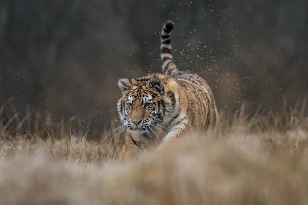 Vacker Usurriansk Tiger Löper Genom Den Ryska Taiga — Stockfoto
