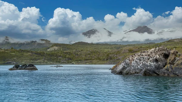 Stado Kormoranów Siedzących Kamieniach Patagonii — Zdjęcie stockowe