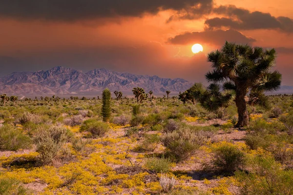Güneybatı Usa Parkları (Joshua Tree Ulusal Parkı), Kaliforniya 'nın güneydoğusunda yer almaktadır..