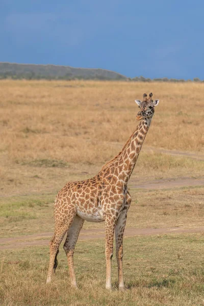 Giraffe Front Amboseli National Park Kenya Masai Mara Giraffa Reticulata — Stok fotoğraf