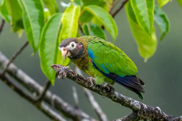 Portrait of light green parrot with brown head, Brown-hooded Parrot, Pionopsitta haematotis. Wildlife bird from tropical forest. Parrot from Central America.