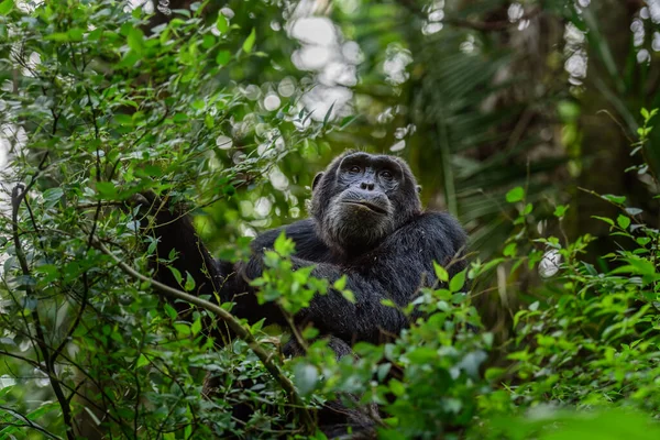 Pan Hooting Шимпанзе Pan Troglodytes Естественной Среде Обитания — стоковое фото