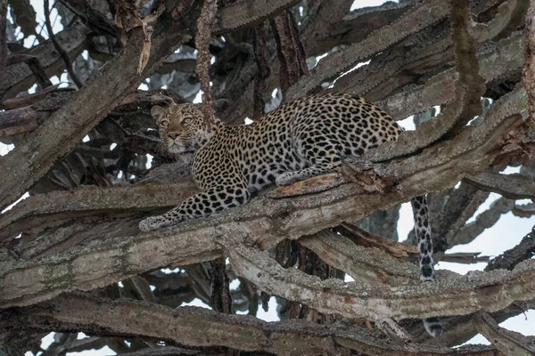 Leopardo Africano Macho Panthera Pardus Árvore África Sul — Fotografia de Stock
