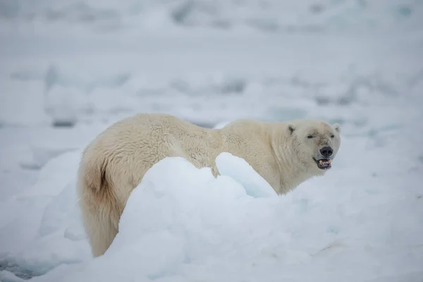 Piękny Niedźwiedź Polarny Szuka Zdobyczy Norwegia Spitsbergen — Zdjęcie stockowe
