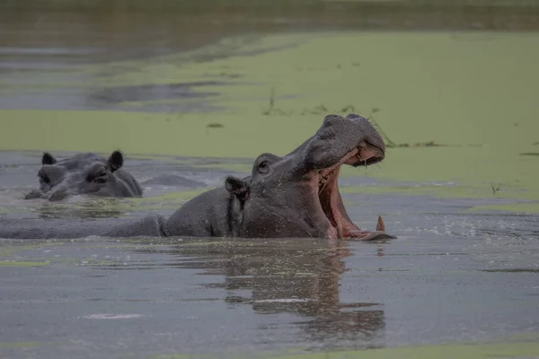 Flodhäst Med Öppen Mynning Vattnet Afrikansk Flodhäst Hippopotamus Amphibius Capensis — Stockfoto