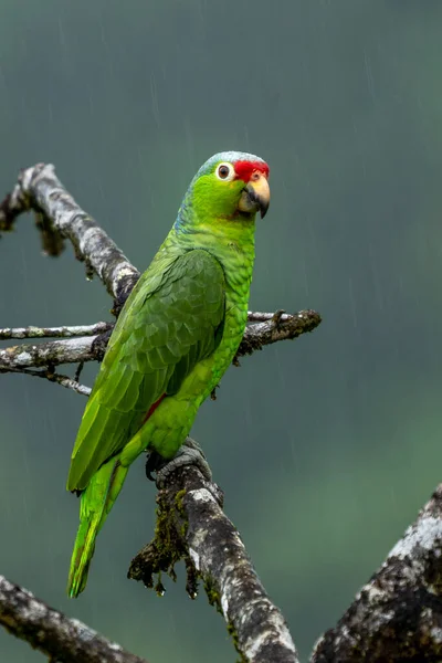 stock image Red-lored Parrot, Amazona autumnalis. Parrot from deep rain forest. Portrait of light green parrot with red head. Wildlife scene from Costa Rica.