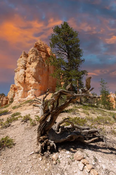 Νοτιοδυτική Ηπα Bryce Canyon Εθνικό Πάρκο Μια Βραχώδης Πόλη Των — Φωτογραφία Αρχείου