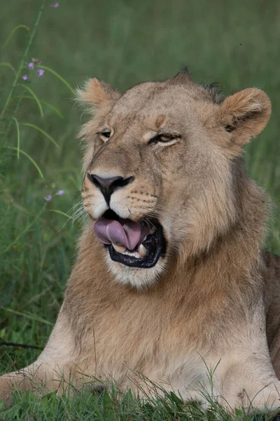 Gros Lion Allongé Sur Herbe Savane Paysage Avec Des Arbres — Photo